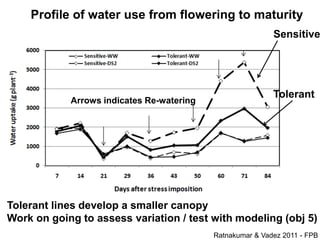 Profile of water use from flowering to maturity
                                                           Sensitive




                                                           Tolerant
            Arrows indicates Re-watering




Tolerant lines develop a smaller canopy
Work on going to assess variation / test with modeling (obj 5)
                                           Ratnakumar & Vadez 2011 - FPB
 