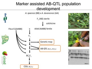 Marker assisted AB-QTL population
                  development
                 A. ipaensis (BB) x A. duranensis (AA)

                                 F1 (AB) sterile

                                            colchicine

Fleur11(AABB)          x       AiAd (AABB) fertile


                      F1

                                     Genetic map


                                     AB-QTL (BC2F3, BC3F2)


                   BC4F1



                CSSL (BC4F3)
 