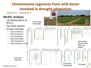 
                                                                                          
                                                                                                              




                                                               –
                                                               –
                                                               –
                                                               –
                                                               –
                                                               –
                                                                                          BC3F2)




Foncéka et al. 2012
                                  Pod width
                                  Seed size
                                                               Pod morphology
                                                               Days to flowering
                                                               Plant architecture

                                                               Seed morphology
                                                               Yield components
                                                                                                                  AB-QTL Analysis



                                                                                          27 traits recorded:
                                                                                          Two water regimes
                                                                                          142 families (BC2F3 &



                                                                                          a01




                                              a06
                                                               Stress tolerance indices
                                                                                           Pn_ww
                                                                                           Pw_ww




                                              b06
                                                                                           Shw_ww
                                                GH_ww
                                                                                                                                    Activity 1 – milestone 3




                                                Hw_wl
                                                                                          b01


                                                Pb_wl
                                                Pb_ww
                                                Pmat_wl
                                                Pwi_wl
                                                                                          a02




                                                Pwi_ww                                     HI_wl
                                                Ss_ww                                      HI_ww
                                                STI-Tb                                     Hw_wl
                                                Swi_wl                                     Hw_ww
                                                Tb_wl                                      Pb_wl
                                                                                           Pb_ww
                                                                                                     Pod weight




                                                                                           Pc_ww
                                                                                                     Pod number




                                              a07
                                                                                           STI-Hw
                                               GH_ww
                                               Hsw_wl
                                                                                          b02




                                               Hsw_ww
                                               Pb_wl                                       Hpw_wl
                                               Pb_ww                                       Hpw_ww
                                               Pc_ww                                       Hsw_wl
                                               Pc_ww                                       Hsw_ww
                                               PH_ww                                       Pb_wl
                                               Pl_ww                                       Pwi_wl
                                               Pwi_wl                                      Pwi_ww
                                               Pwi_ww                                      Ss_wl
                                               Sl_wl                                       Ss_ww
                                               Sl_ww                                       STI-Hpw
                                               Ss_wl                                       STI-Hsw
                                               Ss_ww                                       Swi_wl
                                               STI-Hsw                                     Swi_ww
                                               STI-Pn
                                               STI-Sn
                                               Swi_wl
                                               Swi_wl
                                                                                          a03




                                               Swi_ww                                      GH_ww
                                               Swi_ww
                                                                                          b03




                                              b07




                                                                                           Pmat_ww
                                               DFL
                                                                                          a04




                                              a08




                                               Pb_ww                                       PH_ww
                                               Pc_ww
                                               Pl_wl
                                                                                          b04




                                               Pwi_ww                                      GH_ww
                                               Sl_ww                                       PH_ww
       Pod length
                                                                                                                                                                   involved in drought adaptation




                                              b08




       Seed length
                                                                                          a05




                                               PH_ww
                                                                                           Hw_wl
                                                                                           Pn_ww
                                                                                           Sn_ww
                                              a09




                                                Pb_ww                                      STI-Hw
                                                Pc_ww                                      STI-Pn
                                                Pl_wl                                      STI-Pw
                                                Sl_ww                                      STI-Sw
                                                                                           STI-Tb
                                                                                                                                                               Chromosome segments from wild donor




                                                                                           Tb_wl
                                              b09




                                                                                           Tb_ww
                                                                                          b05




                                                          indices

                                              a10




                                                                                           GH_ww
                                                Pc_ww
                                                                                           Hpw_wl
                                                Pwi_wl
                                                          Stress tol.




                      Pod width




                                                                                           Hpw_ww
                                                Pwi_ww
                                                                                           Pwi_wl
                                                          Pod number




                                                                                           Pwi_ww
                b11
                                                          Seed number




                                                                                           STI-Hpw
                                              b10




                      Pb_ww
                                                GH_ww                                      Sw_ww
                      Pc_ww
                                                PH_ww                                      Swi_wl
                      Pmat_wl
                                                                                           Swi_ww
 