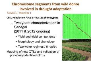 Chromosome segments from wild donor
        involved in drought adaptation
Activity 1 – milestone 3
CSSL Population AiAd x Fleur11: phenotyping

    – Two years characterization in
      Senegal
      (2011 & 2012 ongoing)
        • Yield and yield components
        • Morphology and phenology
        • Two water regimes / 6 rep/trt
Mapping of new QTLs and validation of
  previously identified QTLs
 