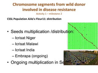 Chromosome segments from wild donor
        involved in disease resistance
                       Activity 1 – milestone 2
CSSL Population AiAd x Fleur11: distribution



• Seeds multiplication /distribution:
   – Icrisat Niger
   – Icrisat Malawi
   – Icrisat India
   – Embrapa (ongoing)
• Ongoing multiplication in Senegal / India
 