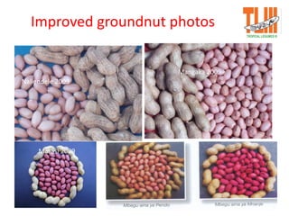 Improved groundnut photos
Naliendele 2009
Mangaka 2009
Masasi 2009
 
