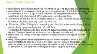 Weeding Groundnuts groundnut slide.pptx