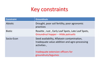 Key constraints
Constraint    Groundnuts
Abiotic       Drought, poor soil fertility, poor agronomic
              practices
Biotic        Rosette , rust , Early Leaf Spots, Late Leaf Spots,
              Groundnut hopper – Hilda patruelis
Socio-Econ    Seed availability, Aflatoxin contamination,
              Inadequate value addition and agro-processing
              activities ,

              Inadequate extension officers for
              groundnuts/legumes
 