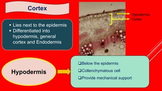 Cortex
 Lies next to the epidermis
 Differentiated into
hypodermis, general
cortex and Endodermis
Hypodermis
Below the epidermis
Collenchymatous cell
Provide mechanical support
Hypodermis
Cortex
 