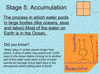 Stage 5: Accumulation
The process in which water pools
in large bodies (like oceans, seas
and lakes) Most of the water on
Earth is in the Ocean.
Did you know?
Water stays in certain places longer than
others. A drop of water may spend over 3,000
years in the ocean before moving on to another
part of the water cycle while a drop of water
spends an average of just eight days in the
atmosphere before falling back to Earth.

 