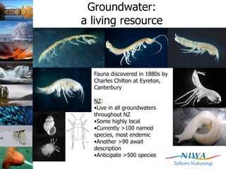 Groundwater:
a living resource



  Fauna discovered in 1880s by
  Charles Chilton at Eyreton,
  Canterbury

  NZ:
  •Live in all groundwaters
  throughout NZ
  •Some highly local
  •Currently >100 named
  species, most endemic
  •Another >90 await
  description
  •Anticipate >500 species
 