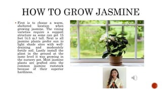  First is to choose a warm,
sheltered location when
growing jasmine. The vining
varieties require a support
structure as some can get 15
feet (4.5 m.) tall. Next is all
jasmine plants prefer sun to
light shade sites with well-
draining and moderately
fertile soil. Lastly install the
plant in the ground at the
same level it was growing in
the nursery pot. Most jasmine
plants are grafted onto the
common jasmine rootstock
because of their superior
hardiness.
 