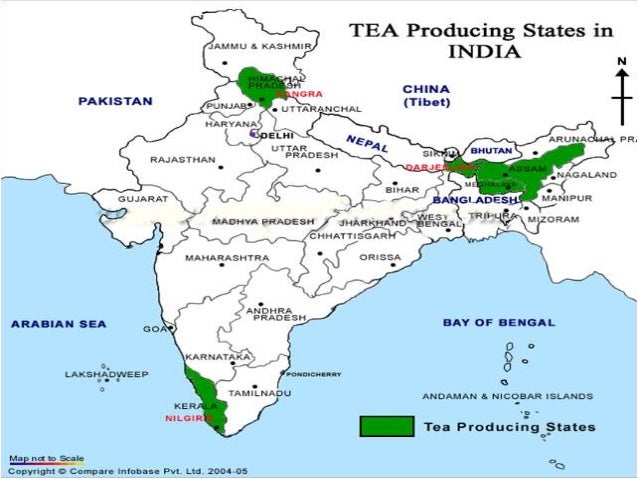 export of tea from india 7 638