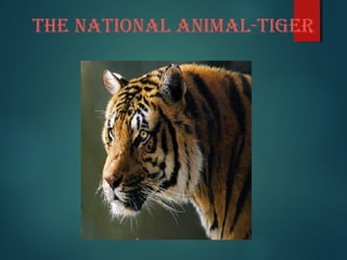 The NaTioNal aNimal-Tiger
 
