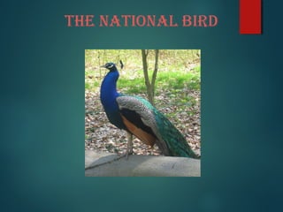 The NaTioNal Bird