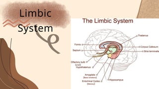 THE BRAIN AND LIMBIC SYSTEM – PARTS AND FUNCTION | PPTX