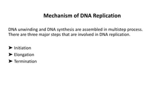 DNA unwinding and DNA synthesis are assembled in multistep process.
There are three major steps that are involved in DNA replication.
➤ Initiation
➤ Elongation
➤ Termination
Mechanism of DNA Replication
 