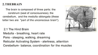 2.THEBRAIN
The brain is composed of three parts: the
cerebrum (seat of consciousness), the
cerebellum, and the medulla oblongata (these
latter two are "part of the unconscious brain").
2.1 The Hind Brain
Medulla - breathing, heart rate
Pons - sleeping, walking, dreaming
Reticular Activating System - alertness, attention
Cerebellum- balance, coordination for the muscles
 