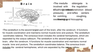 B r a i n
C e r e b r u m
o r c b r r u n
a
T h ..,,,. : u n u
A n i y g d a l a .
o
H i p c a r n p u
L
Mid b r a i n _ /
y p
-H
--o m a l s n u
•The medulla oblongata is
involved with the regulation
of heartbeat,
breathing, vasoconstriction (blood
pressure), and reflex centers
for vomiting, coughing,
sneezing,
swallowing, and hiccupping.
Spinal ord
H i n d b r a . i n
[P
o
n ,J
r c b e u n ,
Mcdull:.a. o b l o n g - a t . a
w w w
__
Gt L.I C
Olr _ r _e>r
g
•The cerebellum is the second largest part of the brain, after the cerebrum. It functions
for muscle coordination and maintains normal muscle tone and posture. The cerebellum
coordinates balance. The conscious brain includes the cerebral hemispheres, which are
separated by the corpus callosum. The cerebellum is the second largest part of the
brain, after the cerebrum. It functions for muscle coordination and maintains normal
muscle tone and posture. The cerebellum coordinates balance. The conscious brain
includes the cerebral hemispheres, which are separated by the corpus callosu
 