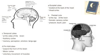 .----....
.
F r o n t a l lobe­
re -to d o
wrth
; n a x . i n g .
prob.err,
-;olYlr,g a,r,d
plan'l
T e m p o r a l l o b e­
N g t o d o
"'""th
memory.
emotloo.
L C
la.ngva.gc
conccm('d wTth
lhc rec ;,t,on and
P"'OCCSSll"g of sensor)'
rtformatJoi, from
the body
c.Temporal Lobes
- at the sides of the brain
- Auditory cortex
- memory, perception, emotion, langu age
d.Fro ntal Lobes
- toward the front of the brain
- Motor cortex
- voluntary movement of muscles
O cdp Jt:aJ
l o b e­
concemed
w , , h
vision
a.Occipital Lobes
- located at the back of the head
- Visual cortex
b. Parietal Lobe
- at the top of the brain
- Somato- sensory cortex
- pressure, touch, pain
 
