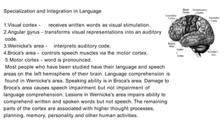 SPECIALTY FUNCTIONS IN BRAIN LATERALIZATION
A.Left Hemisphere
L
E
FT
SI
R
I
G
HT
SIDE:
1Roco
- n,-
Rcoo
g
 