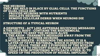 Dendrite Axon
terminal
Cell body
Node of
Ranv
Nucleus
I Schwann
cell
Myelln
sheath
When one brain area is damaged, other areas may in time
reorganize and take over some of its functions. If neurons are
destroyed, nearby neurons may partly compensate for the
damage by making new connections that replace the lost ones.
The neuron is the functional unit of the nervous system.
Humans have about 100 billion neurons in their brain alone!
While variable in size and shape, all neurons have three parts.
Dendrites receive information from another cell and transmit
the message to the cell body. The cell body contains the
nucleus, mitochondria and other organelles typical of eukaryotic
cells. The axon conducts messages away from the cell body.
Afferent (sensory neurons) carries nerve impulses
towards the brain.
Efferent (motor neurons) carry nerve impulses away from
the brain.
 