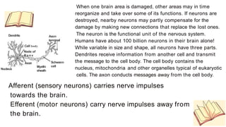 [ Neurotransmitte
rvesicle s
Syna
ptic
cleft
Motor
end plate
/
/
Skeletal muscle
fiber
_,
.
.,
,.
Myelin
Axon of
motor
neuron
,
Mitochondria
1
Neurotransmitte
r receptors
Ganglia are clusters of nerve cells. Some axons are wrapped in a myelin
sheath formed from the plasma membranes of specialized glial cells
known as Schwann cells. Schwann cells serve as supportive, nutritive, and
service facilities for neurons. The gap between Schwann cells is known as
the node of Ranvier, and serves as points along the neuron for
generating a signal. Signals jumping from node to node travel hundreds
of times faster than signals traveling along the surface of the axon. This
allows your brain to communicate with your toes in a few thousandths
of a second.
•The junction between a nerve cell and another cell is called a synapse.
Messages travel within the neuron as an electrical action potential. The
space between two cells is known as the synaptic cleft. To cross the
synaptic cleft requires the actions of neurotransmitters.
Neurotransmitters are stored in small synaptic vesicles clustered at the
tip of the axon.
•Arrival of the action potential causes some of the vesicles to move to
the end of the axon and discharge their contents into the synaptic cleft.
Released neurotransmitters diffuse across the cleft, and bind to receptors
on the other cell's membrane, causing ion channels on that cell to open.
Some neurotransmitters cause an action potential, others are inhibitory.
 