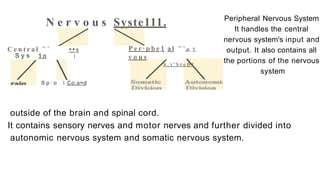 N e r v o u s Syste111.
C e n t r a l ••s
S y s 1 n )
S p · o I Co:a=d
P e r · p b e 1 al ,e 1
v o u s
S . ) ' S t e D l
Peripheral Nervous System
It handles the central
nervous system's input and
output. It also contains all
the portions of the nervous
system
outside of the brain and spinal cord.
It contains sensory nerves and motor nerves and further divided into
autonomic nervous system and somatic nervous system.
 