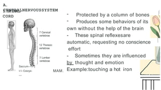 A.
CENTRALNERVOUSSYSTEM
I.SPINAL
CORD
Sacrum---,r:;j
k'« Coccyx-
---
7 Cervical
vertebrae
12 Thoracic
vertebrae
5 Lumbar
vertebrae
MAM.
- Protected by a column of bones
- Produces some behaviors of its
own without the help of the brain
- These spinal reflexesare
automatic, requesting no conscience
effort
- Sometimes they are influenced
by thought and emotion
Example:touching a hot iron
 