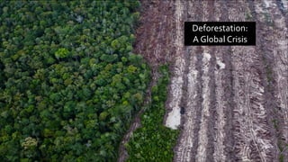 Deforestation:
A Global Crisis
1 11/27/2019 Add a footer
 