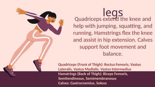 legs
Quadriceps extend the knee and
help with jumping, squatting, and
running. Hamstrings flex the knee
and assist in hip extension. Calves
support foot movement and
balance.
Quadriceps (Front of Thigh): Rectus Femoris, Vastus
Lateralis, Vastus Medialis, Vastus Intermedius
Hamstrings (Back of Thigh): Biceps Femoris,
Semitendinosus, Semimembranosus
Calves: Gastrocnemius, Soleus
 