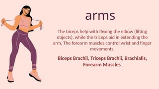 arms
The biceps help with flexing the elbow (lifting
objects), while the triceps aid in extending the
arm. The forearm muscles control wrist and finger
movements.
Biceps Brachii, Triceps Brachii, Brachialis,
Forearm Muscles.
 
