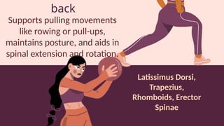 back
Supports pulling movements
like rowing or pull-ups,
maintains posture, and aids in
spinal extension and rotation.
Latissimus Dorsi,
Trapezius,
Rhomboids, Erector
Spinae
 