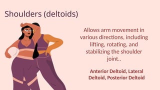 Shoulders (deltoids)
Allows arm movement in
various directions, including
lifting, rotating, and
stabilizing the shoulder
joint..
Anterior Deltoid, Lateral
Deltoid, Posterior Deltoid
 