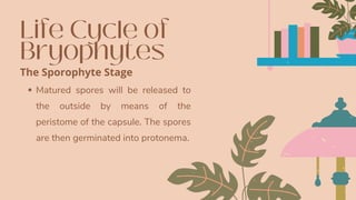Life Cycle of
Bryophytes
Matured spores will be released to
the outside by means of the
peristome of the capsule. The spores
are then germinated into protonema.
The Sporophyte Stage
 
