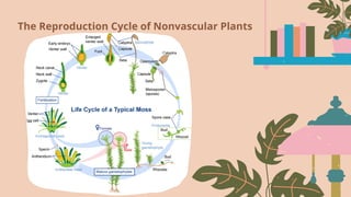The Reproduction Cycle of Nonvascular Plants
 