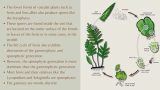 The lower forms of vascular plants such as
ferns and fern allies also produce spores like
the bryophytes
These spores are found inside the sori that
are located on the under surface of the fronds
or leaves of the ferns or in some cases, in the
strobili
The life cycle of ferns also exhibits
alternation of the gametophytic and
sporophytic generation
However, the sporophytic generation is more
dominant than the gametophytic generation
Most ferns and their relatives like the
Lycopodium and Selaginella are sporophytes
The gametes are mostly discrete
 