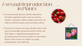 In asexual reproduction, plants reproduce
through vegetative parts such as runners,
suckers, rhizomes, tubers, bulbs, and corms as
well as artificial means such as tissue culture.
Runners or stolons are long, slender stems that
grow horizontally along the surface of the soil
that helps in vegetative propagation by
developing buds for the creation of new plants.
Plants with runners or stolons are gabi,
strawberries, and water lily.
Asexual Reproduction
in Plants
 