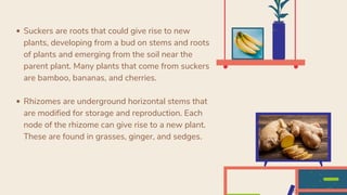 Suckers are roots that could give rise to new
plants, developing from a bud on stems and roots
of plants and emerging from the soil near the
parent plant. Many plants that come from suckers
are bamboo, bananas, and cherries.
Rhizomes are underground horizontal stems that
are modified for storage and reproduction. Each
node of the rhizome can give rise to a new plant.
These are found in grasses, ginger, and sedges.
o
 