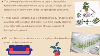 The growing of plant cells, tissues, or organs on specially
formulated nutritional media is tissue culture. A single cell may
regenerate an entire plant under the appropriate conditions.
Tissue culture is regarded as a critical technology for developing
countries in the creation of disease-free, high-quality planting
material and the rapid manufacture of large numbers of
homogeneous plants.
Oil palm, banana, and tomato are some plants that have been
grown with tissue culture.
p
 