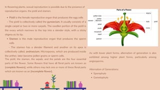 In flowering plants, sexual reproduction is possible due to the presence of
reproductive organs, the pistil and stamen.
Pistil is the female reproductive organ that produces the egg cells
Stamen is the male reproductive organ that produces the sperm
cells
- The pistil is collectively called the gynoecium. It usually consists of a
single carpel or two or more carpels. The swollen portion of the pistil is
the ovary which narrows to the top into a slender style, with a sticky
stigma as its tip.
- The stamen has a slender filament and another on its apex is
collectively called, androecium. Microspores, which are produced inside
the anther, later become pollen grains or sperm cells.
The pistil, the stamen, the sepals, and the petals are the four essential
parts of the flower. Some flowers that have all floral parts are known as
[complete flowers], while others may lack one or more of these floral parts
which are known as an [incomplete flower].
Sporophyte
Gametophyte
As with lower plant forms, alternation of generation is also
exhibited among higher plant forms, particularly among
angiosperms.
Alternation of Generations:
 