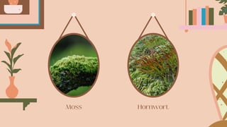 Moss Hornwort
 