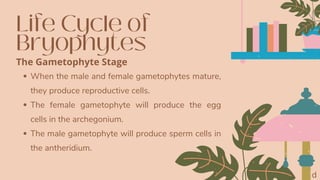Life Cycle of
Bryophytes
When the male and female gametophytes mature,
they produce reproductive cells.
The female gametophyte will produce the egg
cells in the archegonium.
The male gametophyte will produce sperm cells in
the antheridium.
The Gametophyte Stage
d
 
