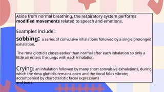 Comprehensive Anatomy and Functions of the Human Respiratory System | PPTX
