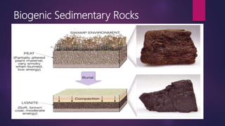 Clastic and Non-Clastic Sediments | PPTX