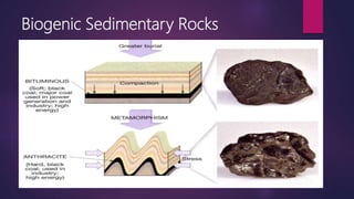 Clastic and Non-Clastic Sediments | PPTX