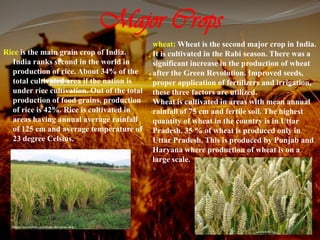 Major Crops
Rice is the main grain crop of India.
India ranks second in the world in
production of rice. About 34% of the
total cultivated area if the nation is
under rice cultivation. Out of the total
production of food grains, production
of rice is 42%. Rice is cultivated in
areas having annual average rainfall
of 125 cm and average temperature of
23 degree Celsius.
wheat: Wheat is the second major crop in India.
It is cultivated in the Rabi season. There was a
significant increase in the production of wheat
after the Green Revolution. Improved seeds,
proper application of fertilizers and irrigation,
these three factors are utilized.
Wheat is cultivated in areas with mean annual
rainfall of 75 cm and fertile soil. The highest
quantity of wheat in the country is in Uttar
Pradesh. 35 % of wheat is produced only in
Uttar Pradesh. This is produced by Punjab and
Haryana where production of wheat is on a
large scale.
 
