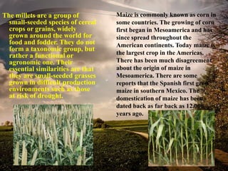 The millets are a group of
small-seeded species of cereal
crops or grains, widely
grown around the world for
food and fodder. They do not
form a taxonomic group, but
rather a functional or
agronomic one. Their
essential similarities are that
they are small-seeded grasses
grown in difficult production
environments such as those
at risk of drought.
Maize is commonly known as corn in
some countries. The growing of corn
first began in Mesoamerica and has
since spread throughout the
American continents. Today maize is
the largest crop in the Americas.
There has been much disagreement
about the origin of maize in
Mesoamerica. There are some
reports that the Spanish first grew
maize in southern Mexico. The
domestication of maize has been
dated back as far back as 12,000
years ago.
 