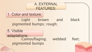 A. EXTERNAL
FEATURES:
1. Color and texture:
Light brown and black
pigmented bumps; rough;
5. Visible
adaptations:
Camouflaging; webbed feet;
pigmented bumps
 