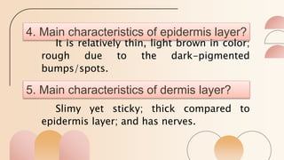 4. Main characteristics of epidermis layer?
It is relatively thin, light brown in color;
rough due to the dark-pigmented
bumps/spots.
5. Main characteristics of dermis layer?
Slimy yet sticky; thick compared to
epidermis layer; and has nerves.
 