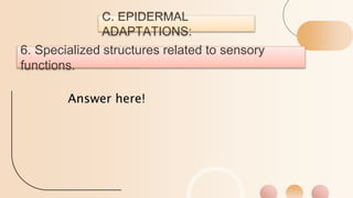 6. Specialized structures related to sensory
functions.
Answer here!
C. EPIDERMAL
ADAPTATIONS:
 