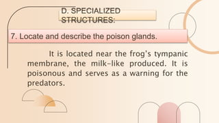 7. Locate and describe the poison glands.
It is located near the frog’s tympanic
membrane, the milk-like produced. It is
poisonous and serves as a warning for the
predators.
D. SPECIALIZED
STRUCTURES:
 