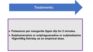 Treatments:
 Potassium per manganite 5ppm dip for 2 minutes.
 Sulphamerazine or sulphaguanadine or sulphadiazine
10gm/45kg fish/day as an empirical dose.
 