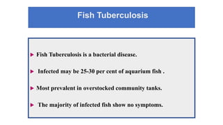 Fish Tuberculosis
 Fish Tuberculosis is a bacterial disease.
 Infected may be 25-30 per cent of aquarium fish .
 Most prevalent in overstocked community tanks.
 The majority of infected fish show no symptoms.
 